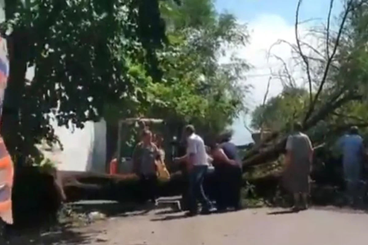 Дерево придавило мать с детьми в Алматы: женщина погибла