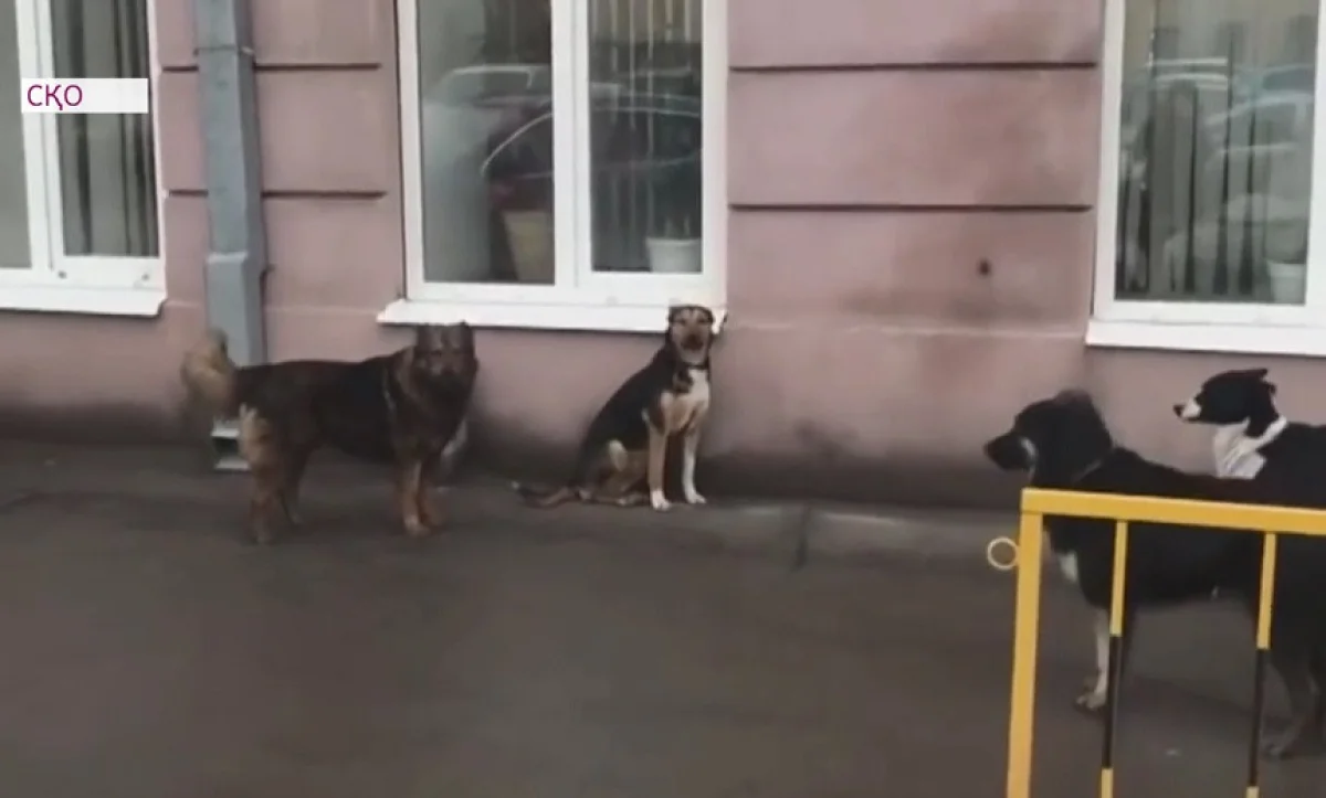 Петропавлда ветеринарлар қанғыбас ит-мысықпен қалай күресетінін айтты 