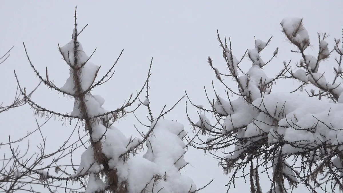 Almaty.tv
