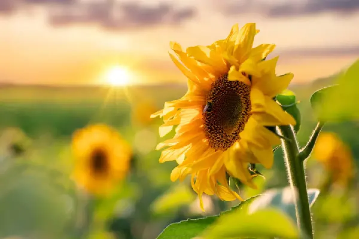 Depositphotos