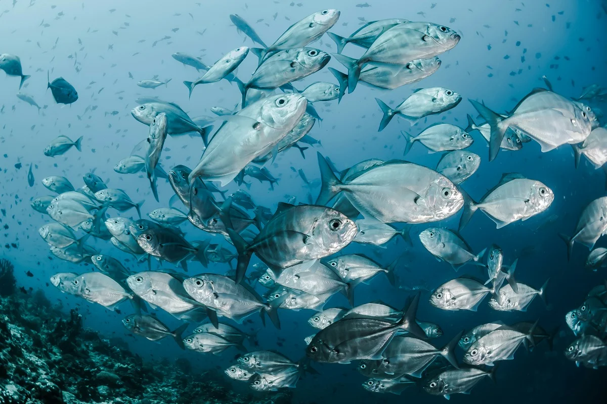 Photo by Sebastian Pena Lambarri on Unsplas