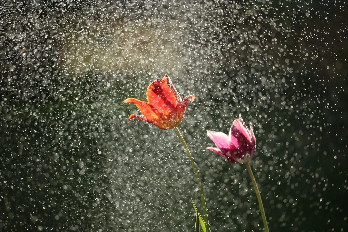 Photo by michael podger on Unsplash