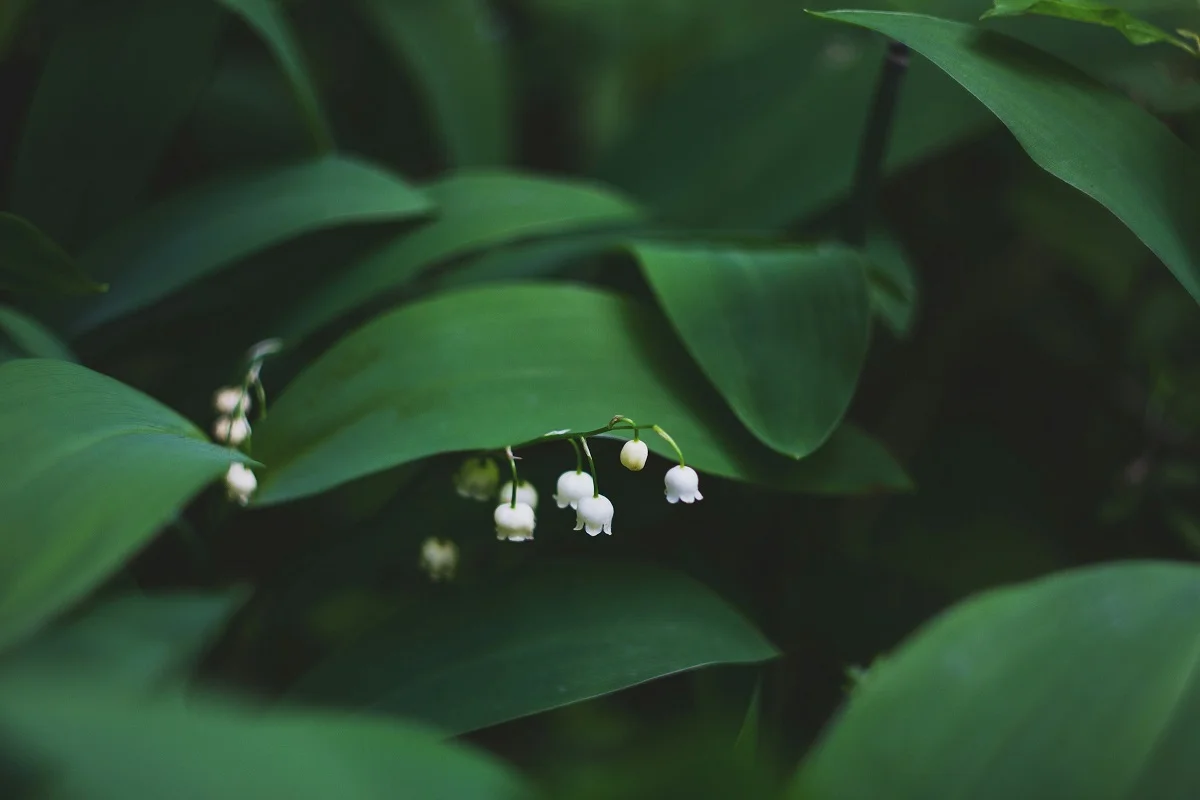 Photo by Mila Young on Unsplash