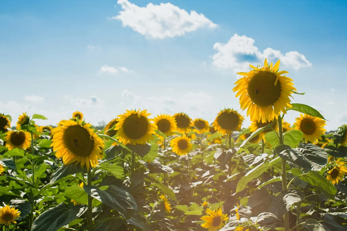 Photo by Courtney Cook on Unsplash