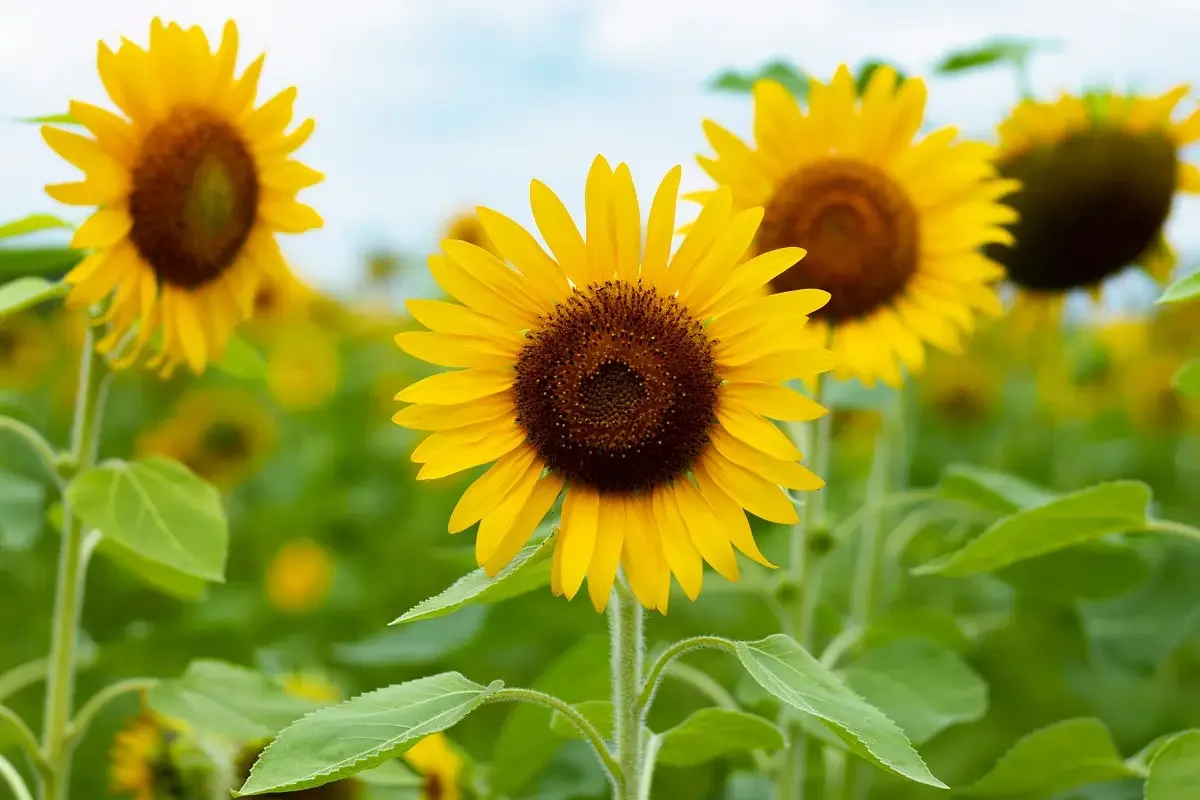 Photo by Kasumi Sasaki on Unsplash