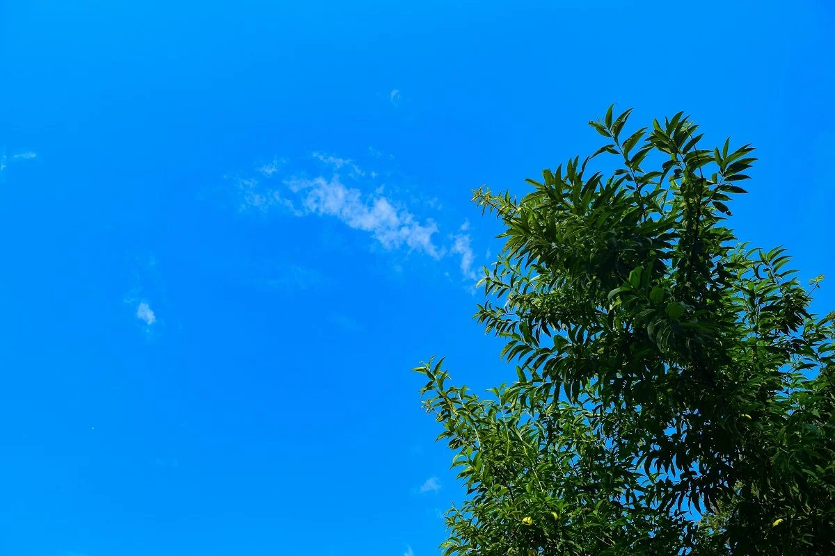 Photo by Hilda Trinidad on Unsplash