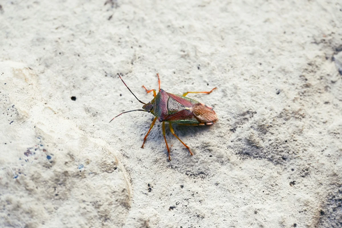 Photo by Victoria Kurcheva on Unsplash