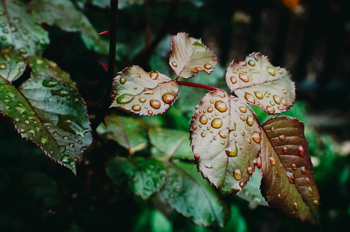 Photo by Kelly Sikkema on Unsplash