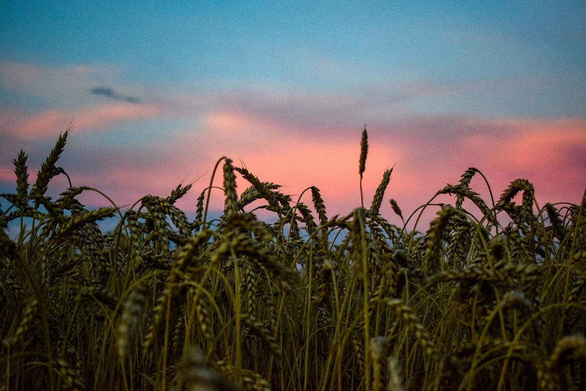 Photo by Anna Читова on Unsplash