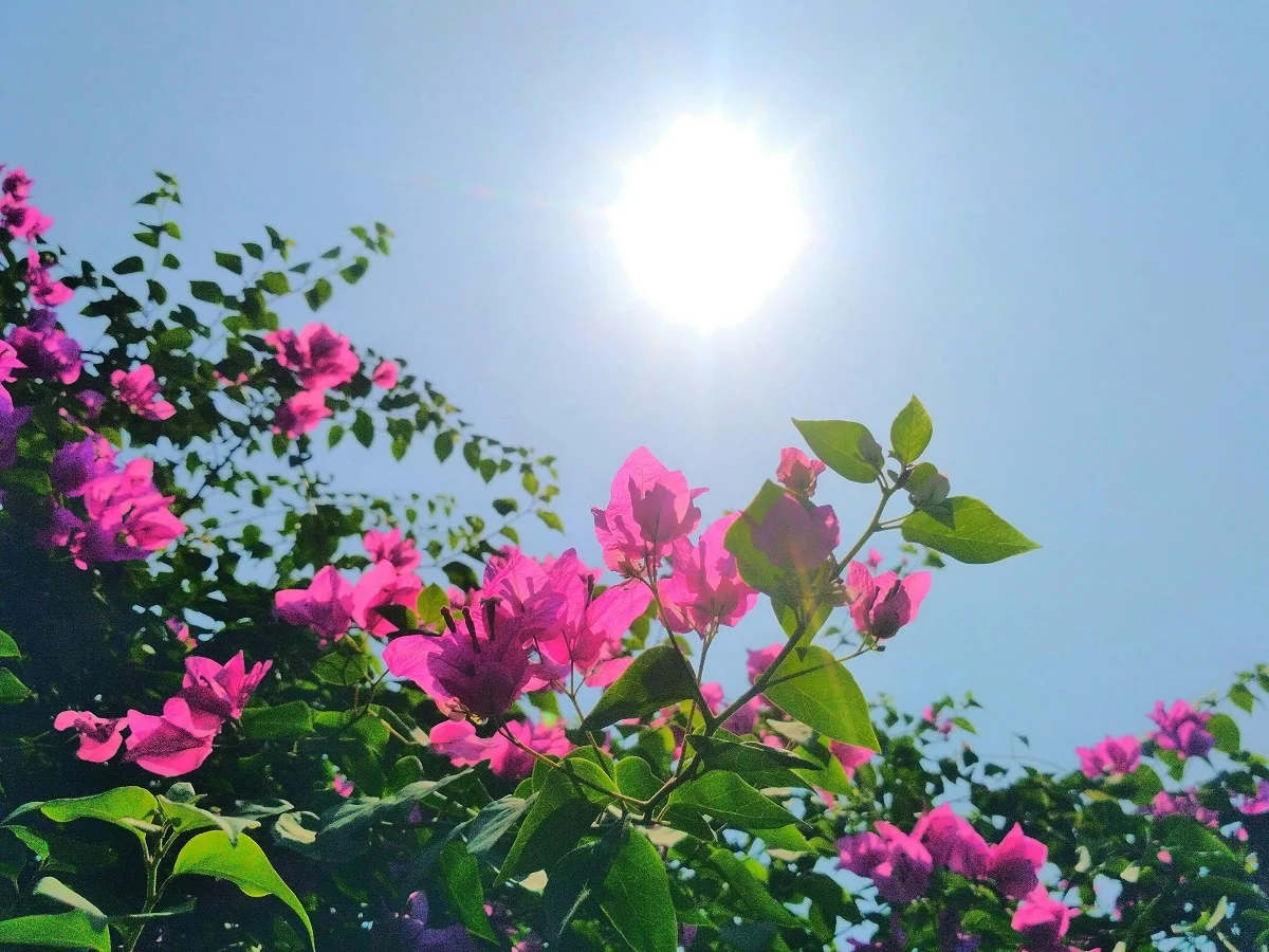 Photo by Ankita Malakar on Unsplash