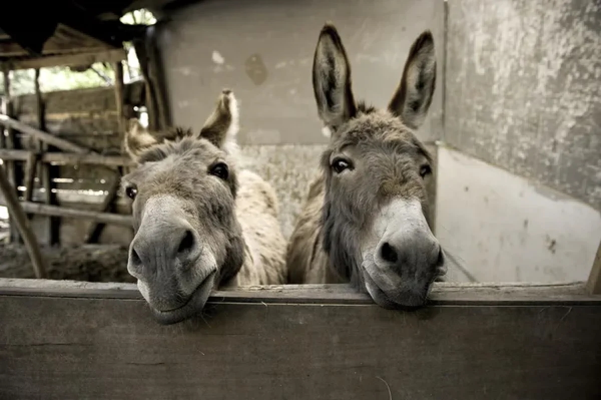 Depositphotos.com