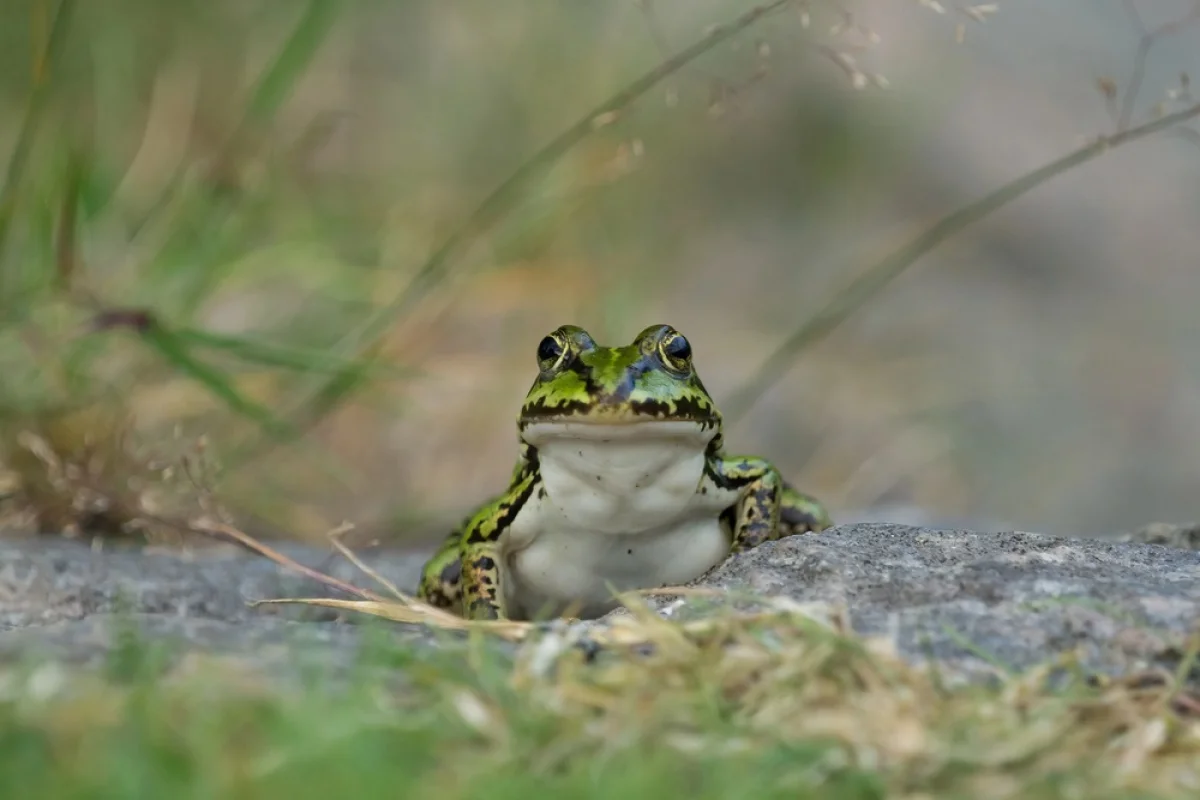 Depositphotos.com