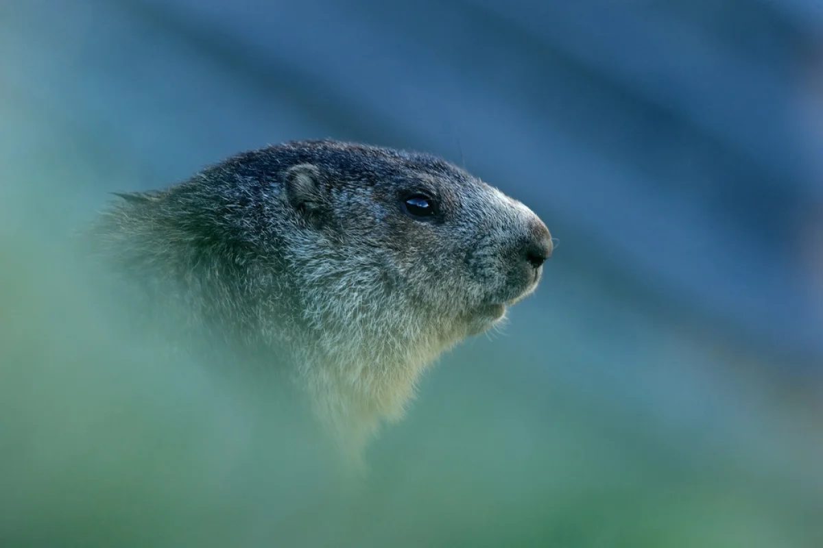 Depositphotos.com
