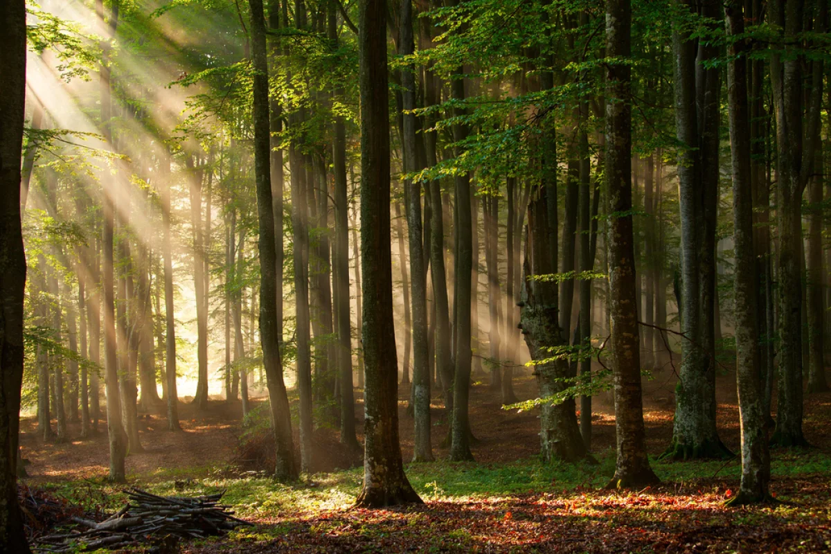 Depositphotos
