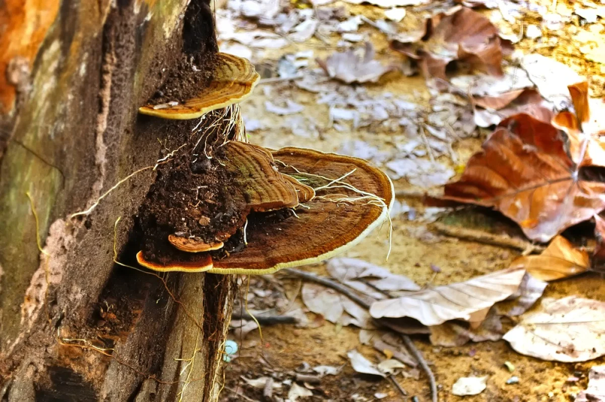 Depositphotos.com