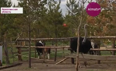 На базе отдыха под Астаной обнаружили сайгака 