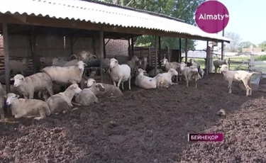 Казахстанские фермеры рассказали о своих проблемах в Кабинете министров