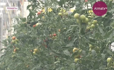 Алматинские аграрии намерены вытеснить китайских конкурентов с рынка овощей