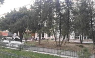 Уникальные самшитовые аллеи вырубили под корень в Шымкенте