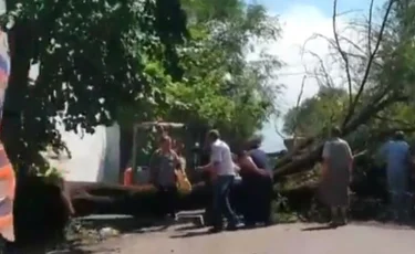 Дерево придавило мать с детьми в Алматы: женщина погибла