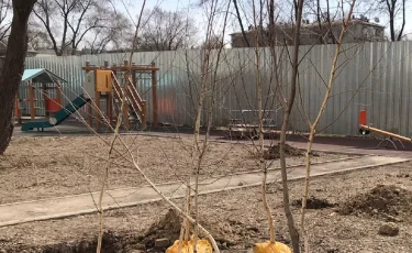 В Алматы жителям раздадут 2400 саженцев в рамках акции "Зеленый двор" 