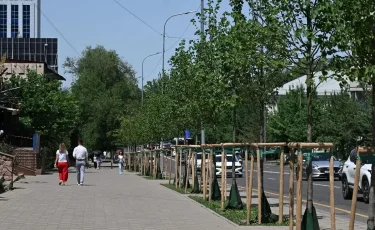 Сколько деревьев посадят в Казахстане в этом году