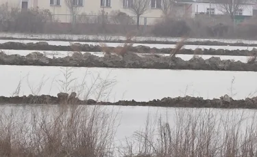 Өнім шықпайды: Мақтаарал ауданында көктемгі егіс жұмысына не кедергі