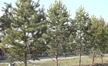 Қарасу ықшамауданындағы скверге қарағай көшеті отырғызылды
