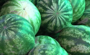 Ерте сатылымға шыққан қарбыз ағзаға зиян ба