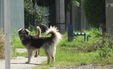 Реальная угроза: в пригороде Актобе бродячие собаки держат село в страхе