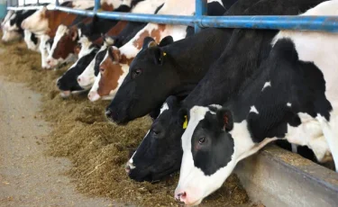 Льготные кредиты на развитие животноводства стартуют в Казахстане