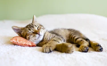 Почему качественный сон важнее диеты: влияние ночного отдыха на мозг