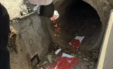 В Алматы стартует весенняя кампания по борьбе с грызунами