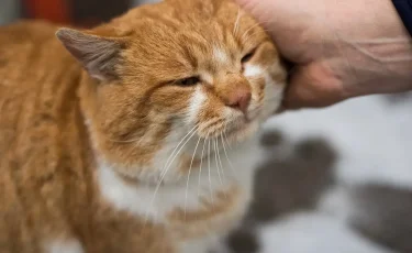 Почему кошка вас избегает: ошибки, которые совершают почти все хозяева