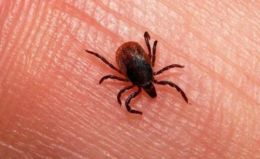 Клещи атакуют: в Алматы выявлены случаи энцефалита