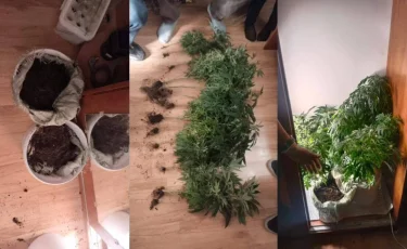 12 түп қарасора тәркіленді: Өскеменде үй жағдайында жабдықталған фитозертхана анықталды