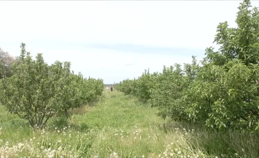 Ауыл шаруашылығы жерлерін цифрландыру: Алматыда халықаралық конференция өтті
