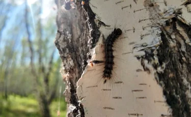 Еліміздің солтүстігінде жұпсыз жібек құрты қаптады