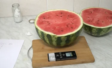 Алматыда жазғы маусымда тағам қауіпсіздігі шаралары күшейтілді