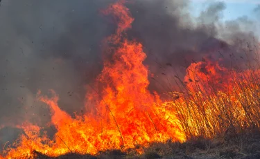 Түркия орман өртімен күресіп жатыр