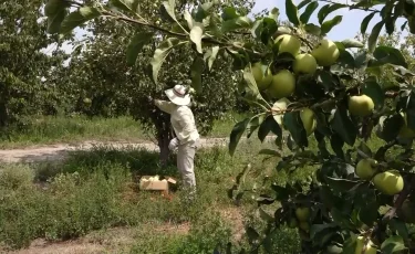 Құрғақ климатқа бейімделген өнім көлемі артып келеді - атыраулық бағбанның сыры неде