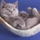 Усатые, хвостатые и любимые: 8 августа отмечается Всемирный день кошек