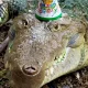 Алматы хайуанаттар бағындағы кубалық қолтырауын Фидель 40 жасқа толды
